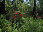 Cardinal flower on the Concord River